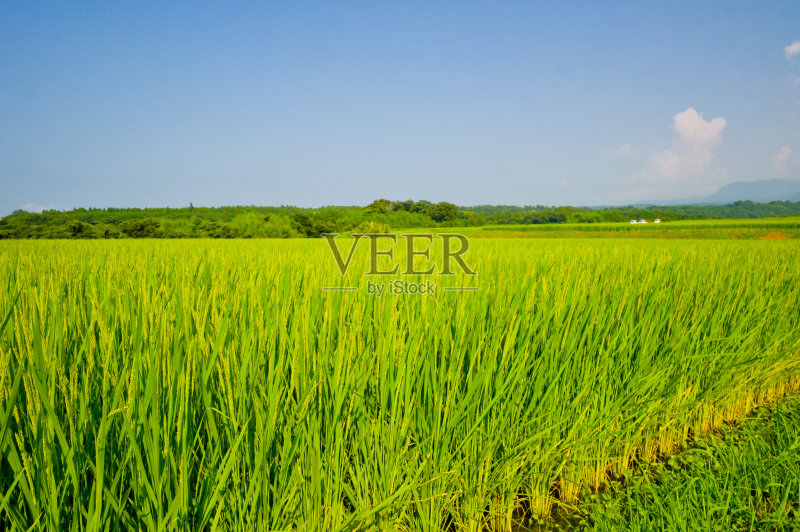 日本的稻田正版图片素材