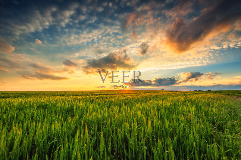 绿油油的麦田，夕阳映照正版图片素材