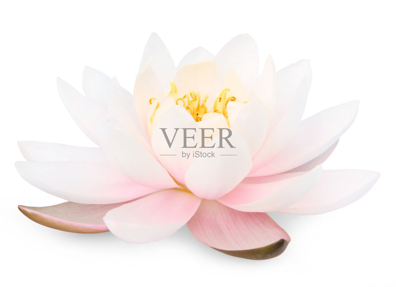 莲花正版图片素材