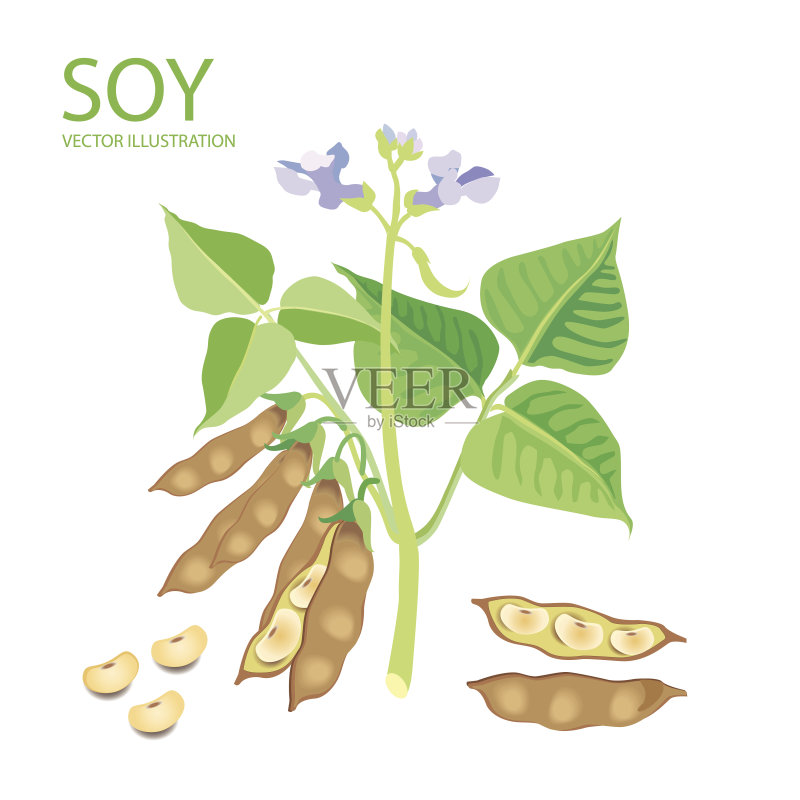 大豆。矢量插图设置为白色背景。正版插画素材