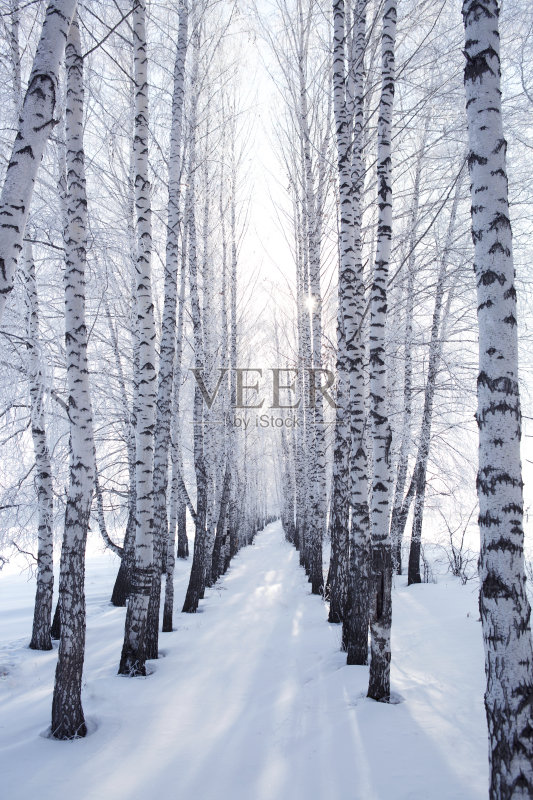 白桦在冬天正版图片素材