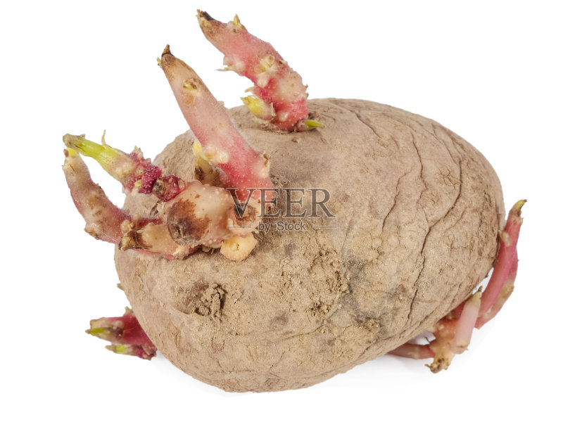 老土豆发芽与芽的特写正版图片素材