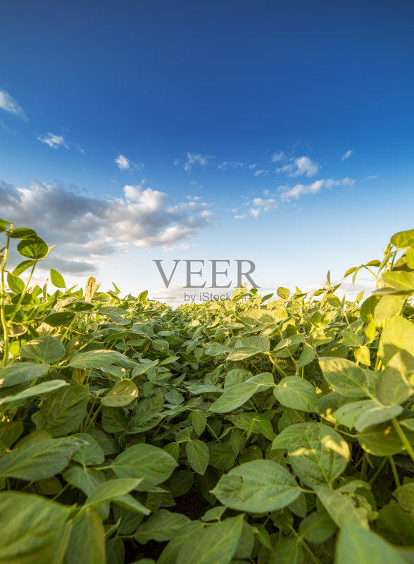 青葱成熟的大豆田，农业景观正版图片素材
