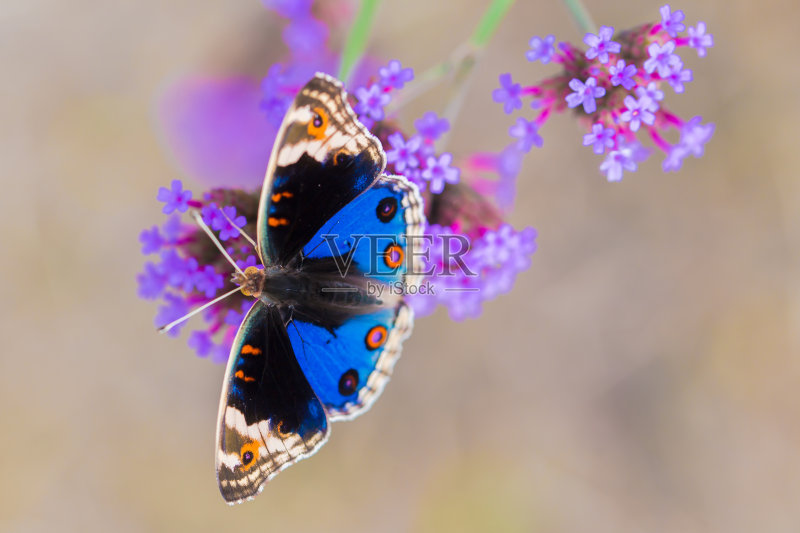 花和蝴蝶正版图片素材