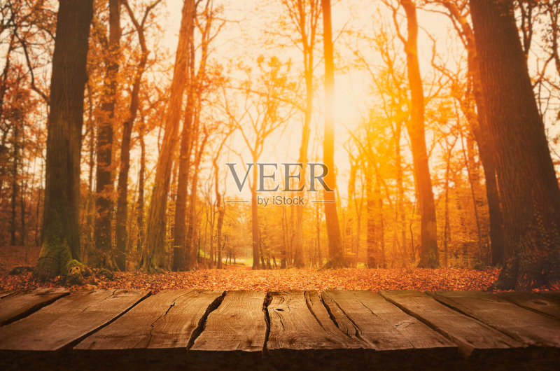 秋天的森林正版图片素材