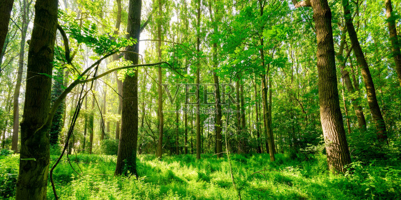 森林在春天正版图片素材