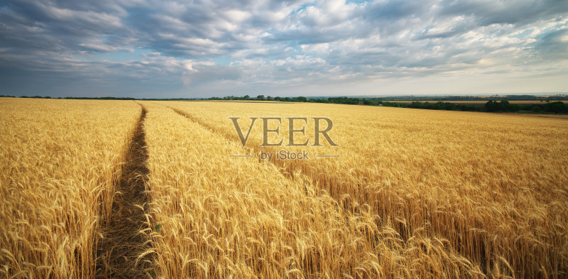 草地的小麦。正版图片素材