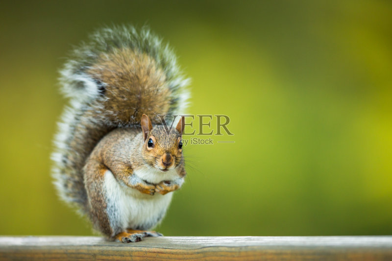 东部灰松鼠(Sciurus carolinensis)正版图片素材