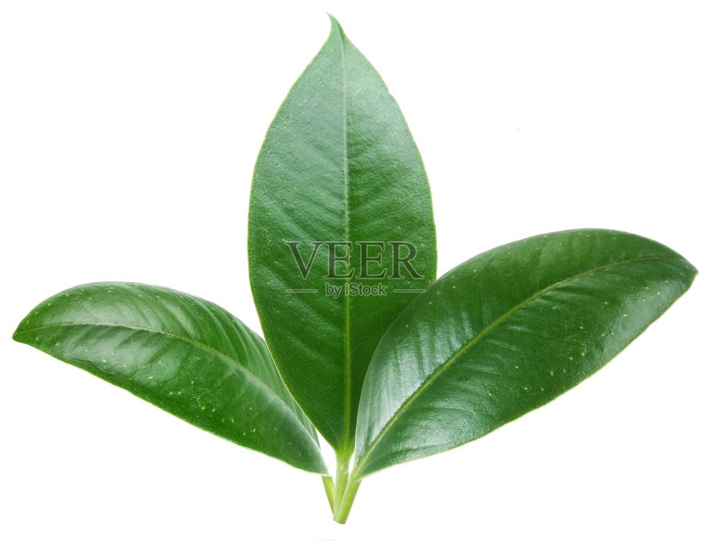 三个绿色的树叶。正版图片素材
