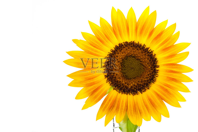 向日葵爆竹向日葵正版图片素材