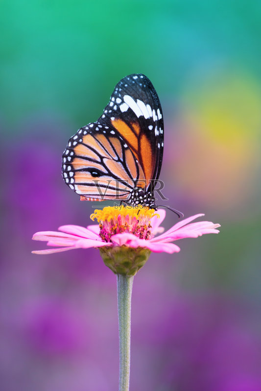 蝴蝶正版图片素材