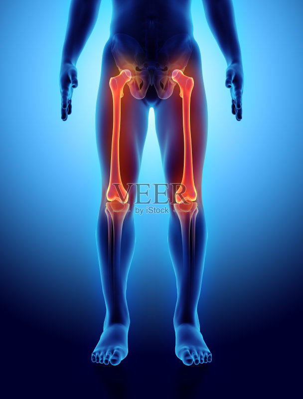 股骨的3D插图，医学概念。正版图片素材