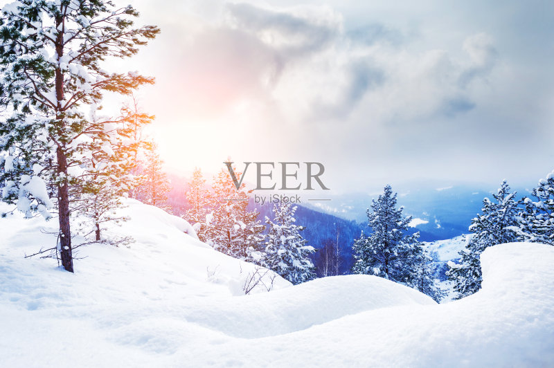 日落时分，冬日森林里白雪覆盖的树木。正版图片素材