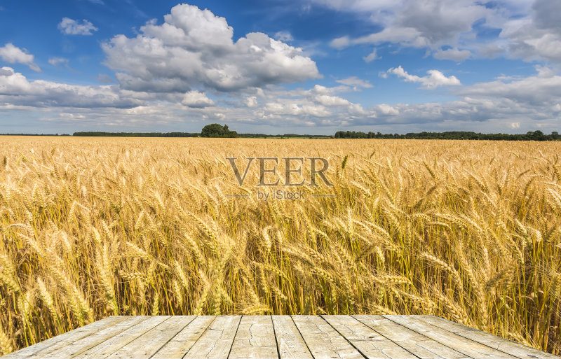夏天的麦田正版图片素材