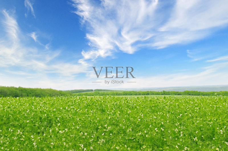 绿色的田野和蓝色的天空正版插画素材