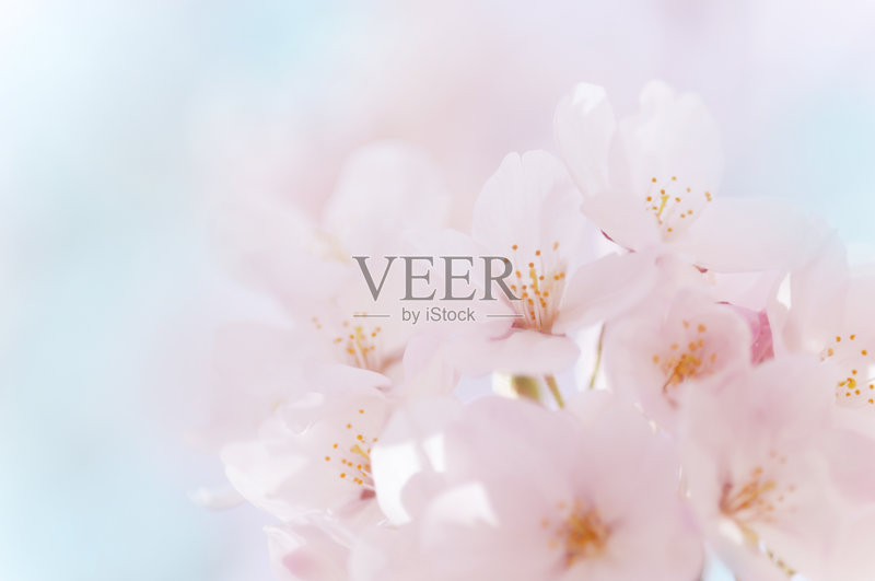 樱花的特写正版图片素材