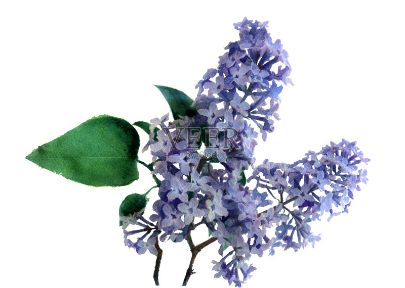 水彩画素描:白色背景上的丁香花枝正版图片素材