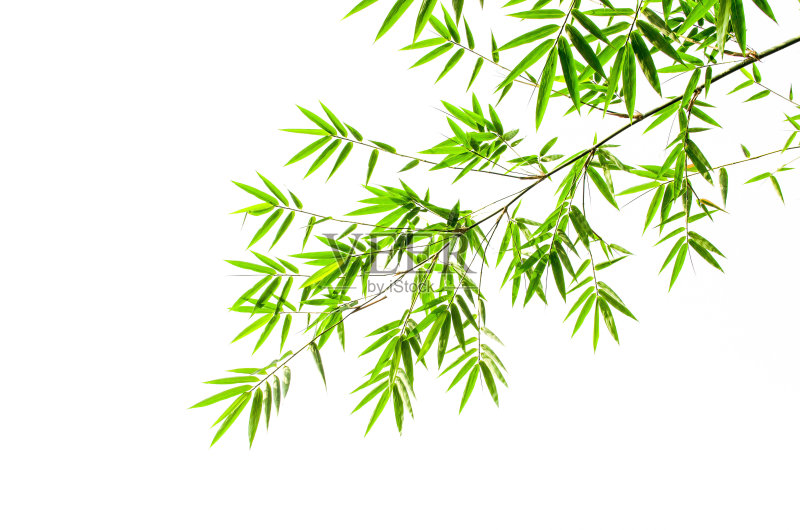 白色背景上的竹叶正版图片素材