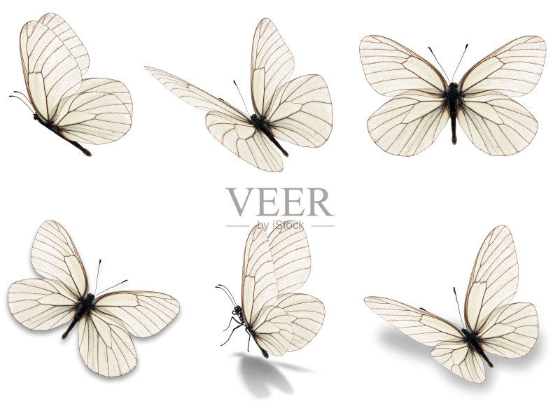 黑脉金斑蝶集正版图片素材