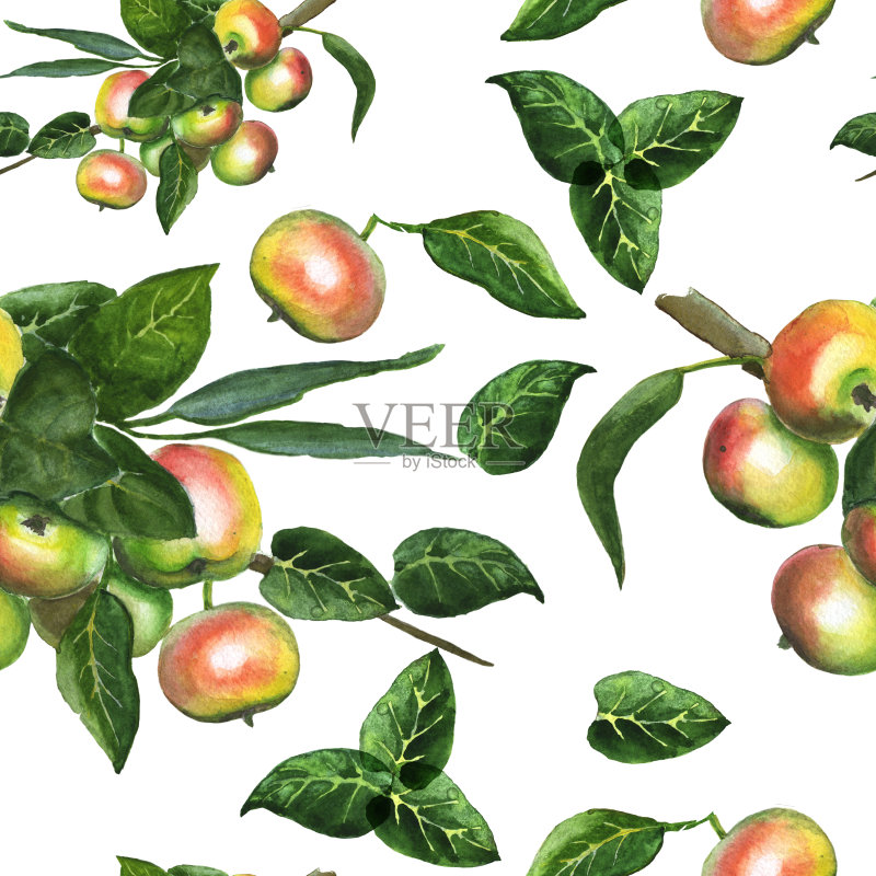 甜熟苹果正版插画素材