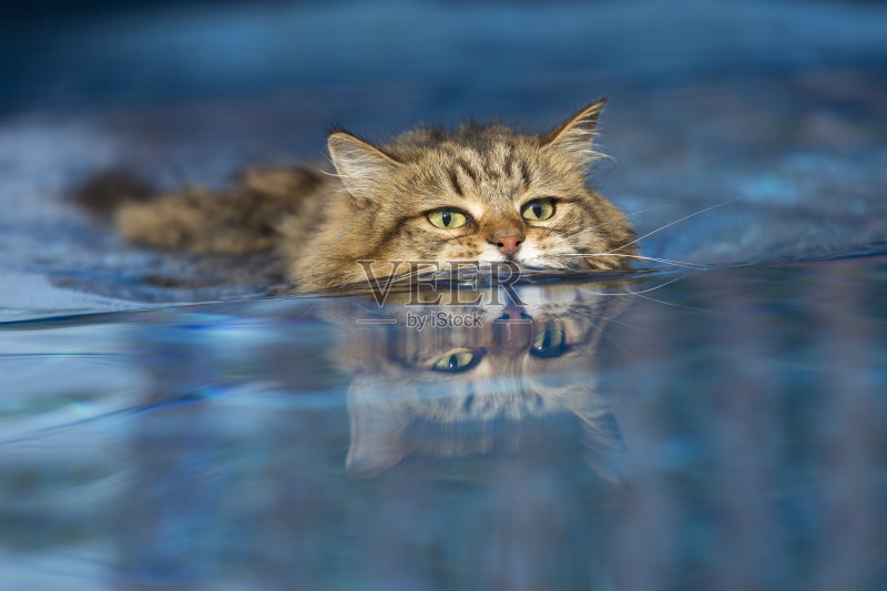 猫在游泳池里游泳正版图片素材