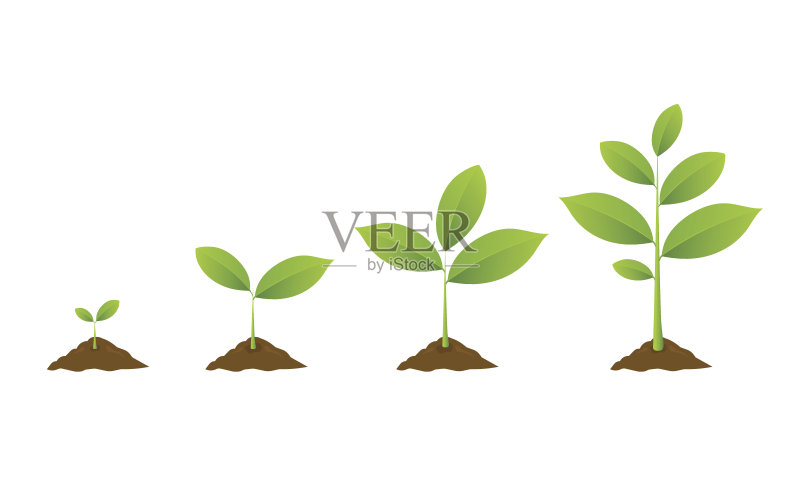 种植的树。幼苗园艺植物。种子在地里发芽。正版元素素材