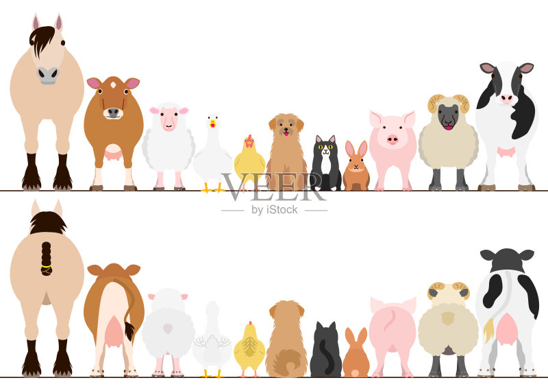农场动物边界设置，前视图和后视图正版插画素材