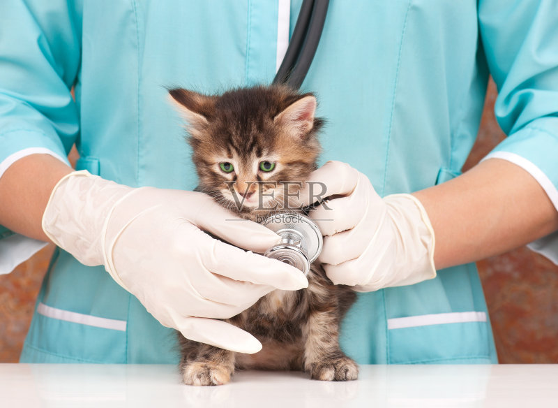 兽医调查正版图片素材