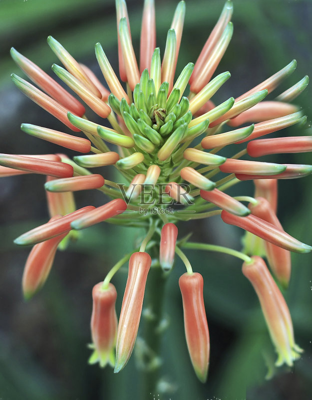 爆竹工厂正版图片素材