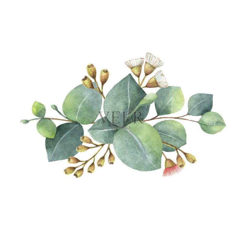 水彩花束与绿色的桉树叶和树枝。正版插画素材