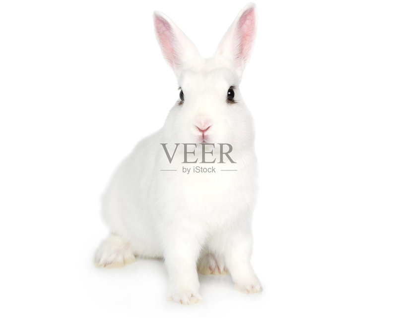 小白兔被隔离在白色上正版图片素材