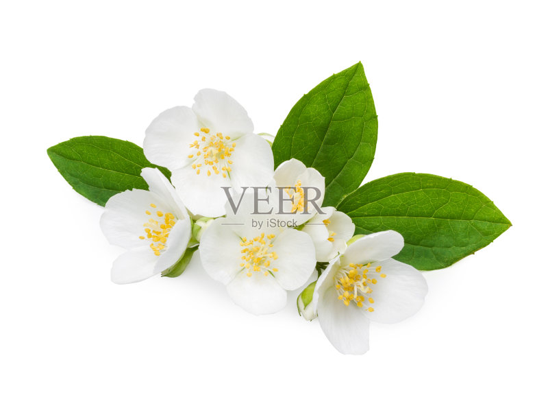 茉莉花和叶子正版图片素材