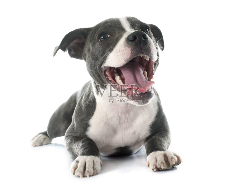 斯塔福郡斗牛梗幼犬照片摄影图片