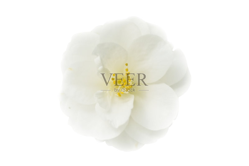 盛开的日本茶花，孤立在白色正版图片素材