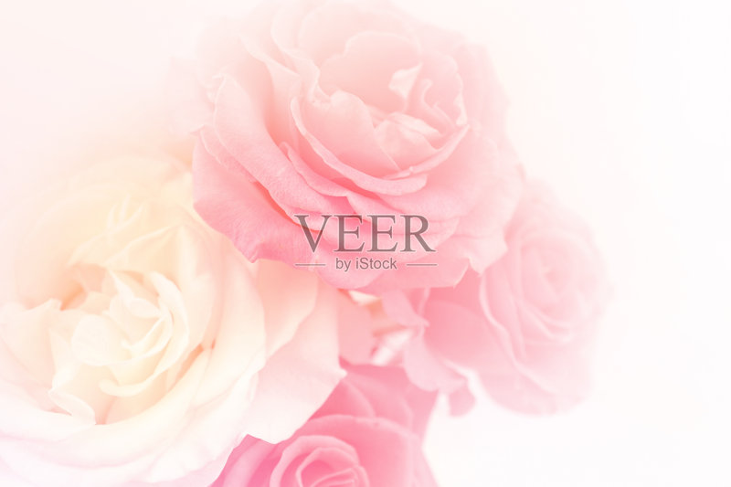 浅粉色玫瑰柔和的颜色和模糊的风格正版图片素材