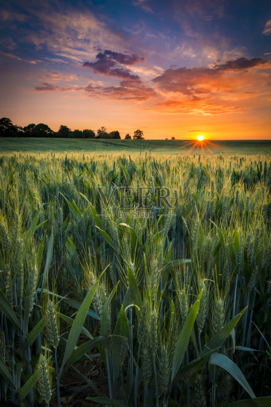 麦田上的日落正版图片素材