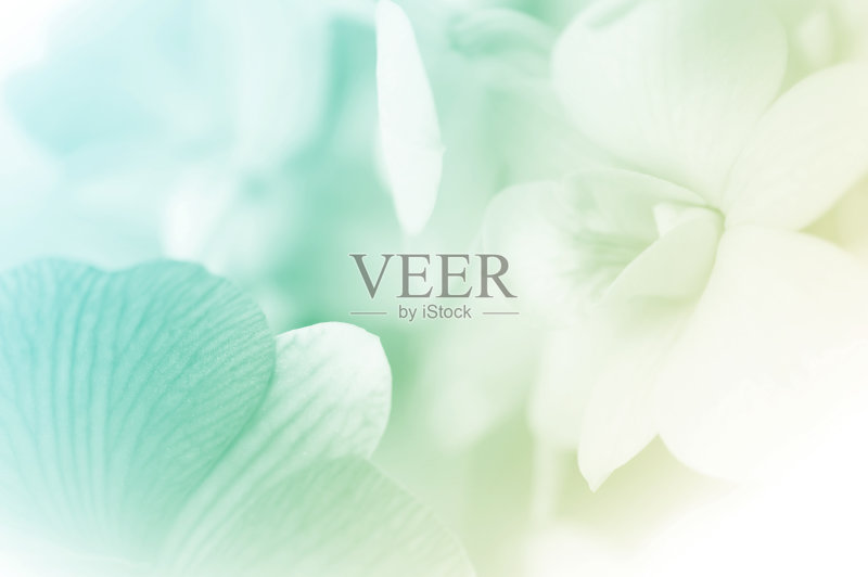 柔和的兰花，甜美的颜色正版图片素材