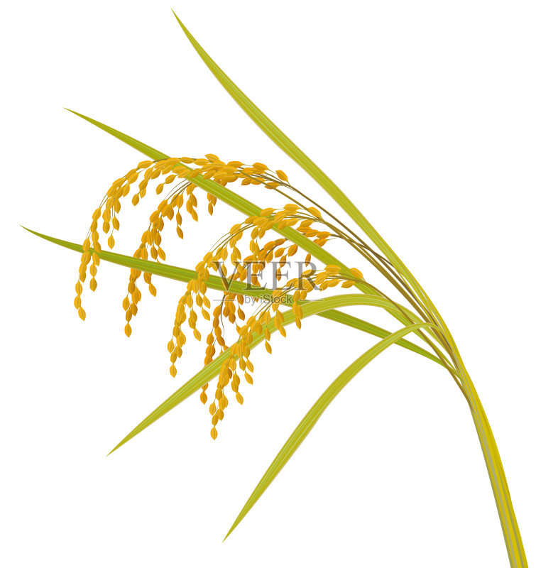 大米正版插画素材