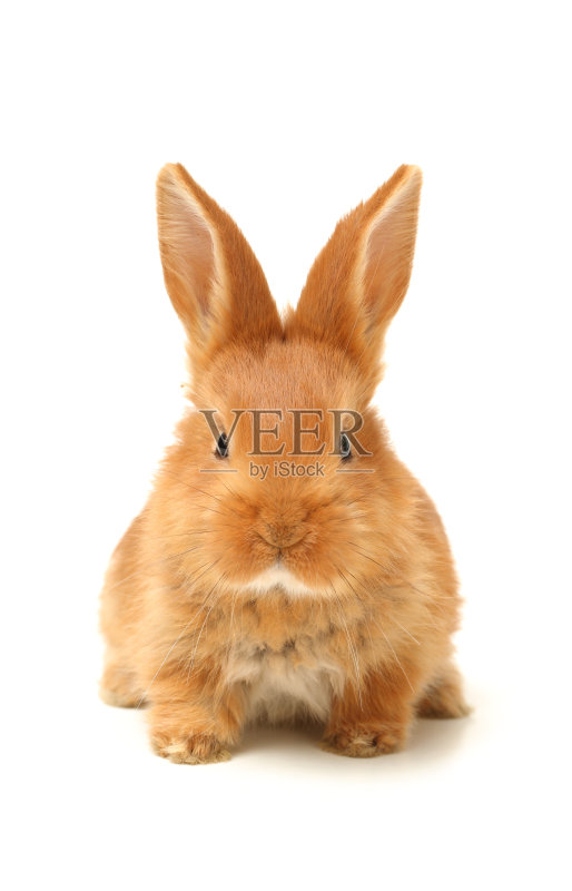 小兔子正版图片素材