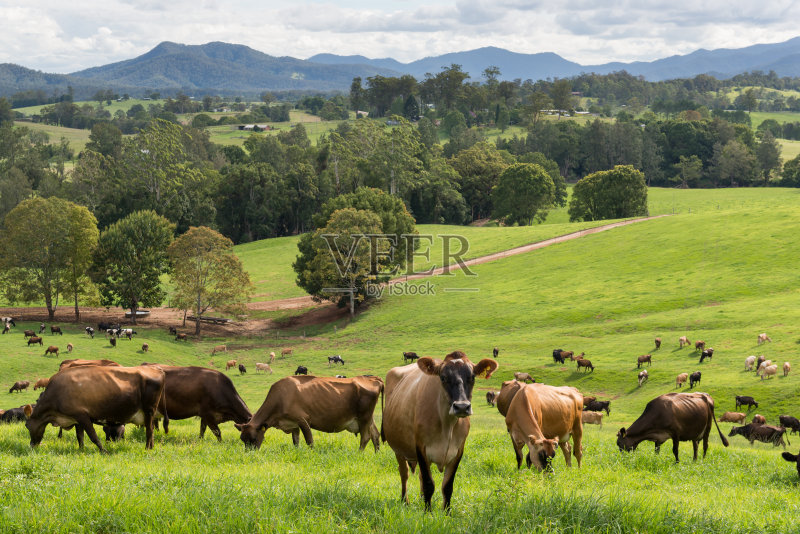 澳大利亚乳品业正版图片素材