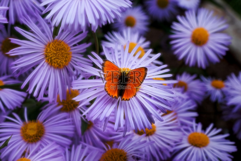 蝴蝶正版图片素材