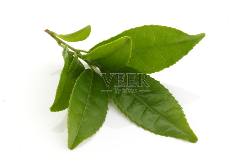 新鲜绿茶正版图片素材