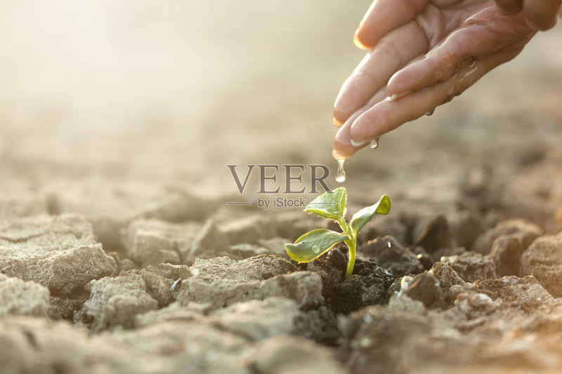 播种的植物，女人的手正版图片素材
