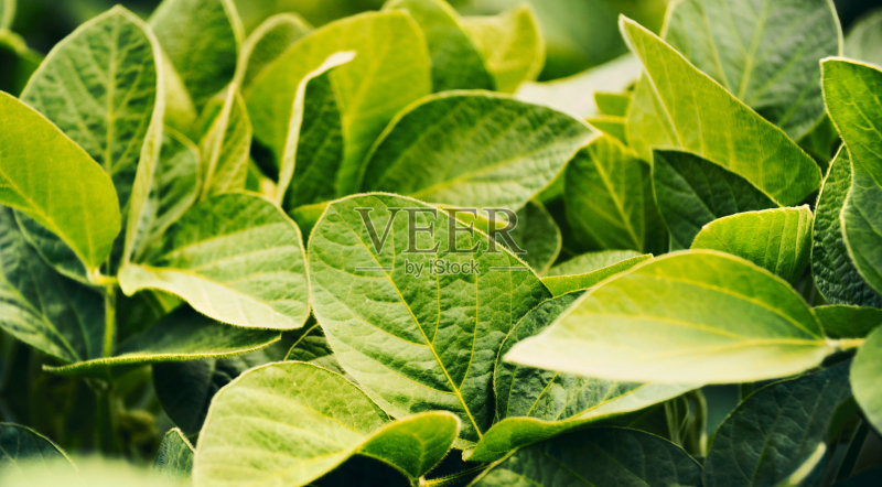 我是147美元。正版图片素材