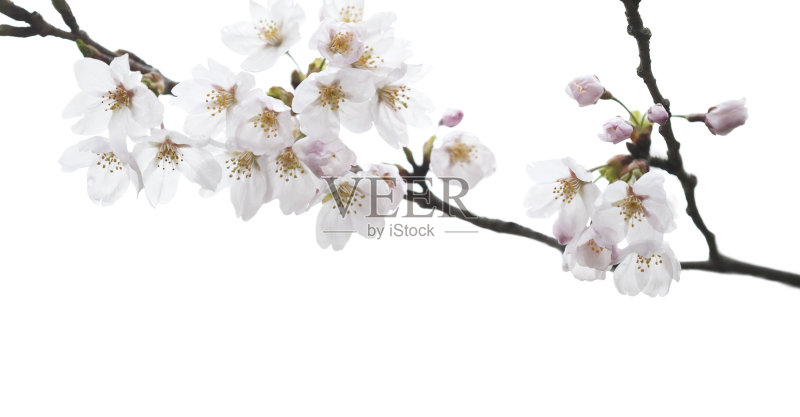 白色的樱花正版图片素材