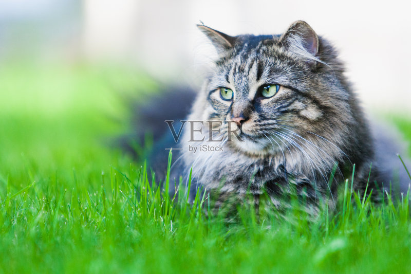 缅因库恩猫正版图片素材