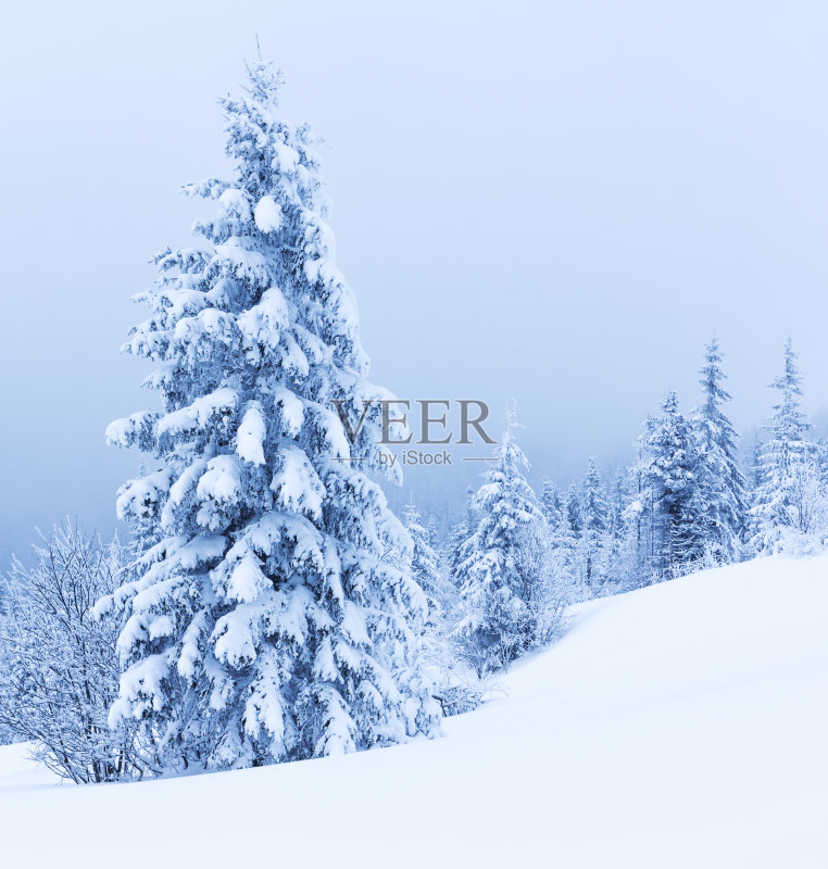 山上的冬树被新雪覆盖正版图片素材