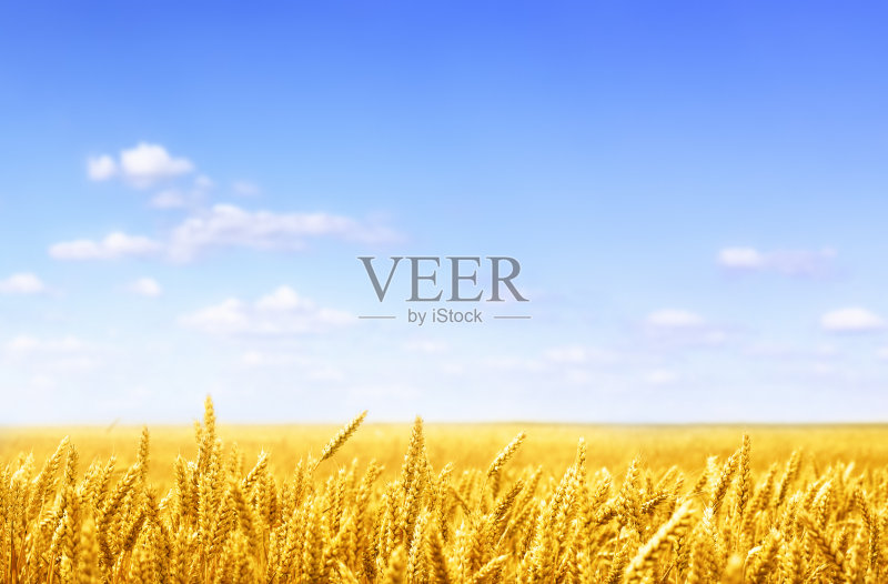 阳光明媚的金色麦田正版图片素材