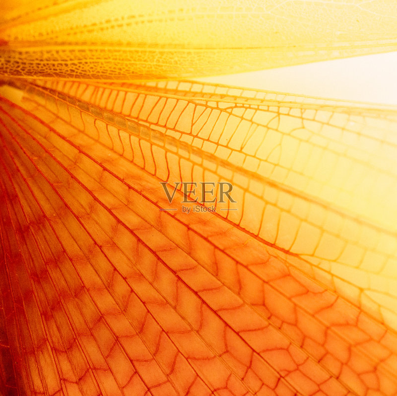 翅膀正版图片素材