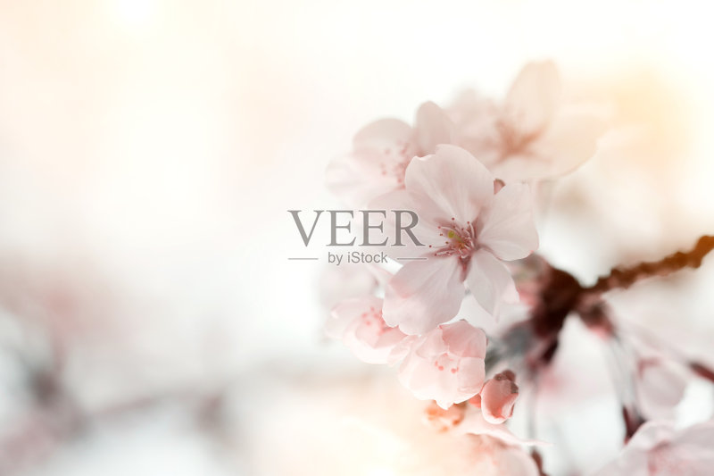 盛开的苹果花背景正版图片素材